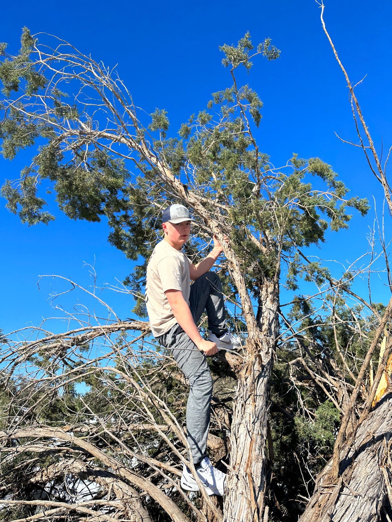 Top of the tree